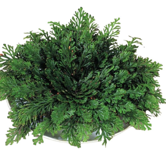 Rose Of Jericho - Picture 2 of 8